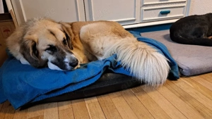 Sari sucht ihre Familie