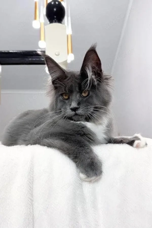 Vesna Traumhafte Maine Coon Dame (5 Monate) in Blue Smoke