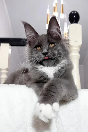 Vesna, eine wunderschöne und kinderliebe Maine-Coon-Katze (5 Monate alt) in der Farbe Blue Smoke