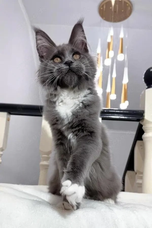 Vesna Traumhafte Herzenskinder Maine Coon Dame (5 Monate) in Blue Smoke