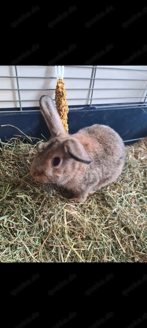 Zwergkaninchen  Zwergwidder Babys Bild 2