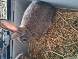 Zwergkaninchen  Zwergwidder Babys Bild 6