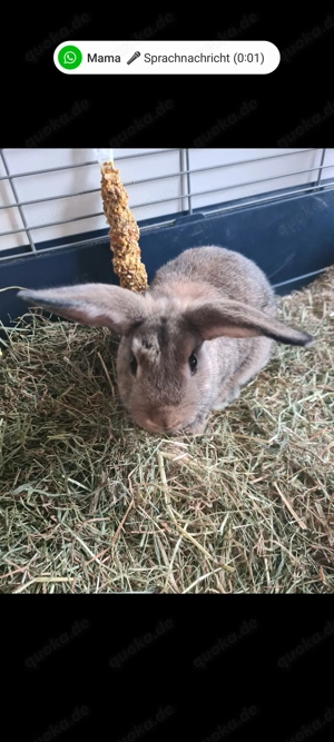 Zwergkaninchen  Zwergwidder Babys Bild 4