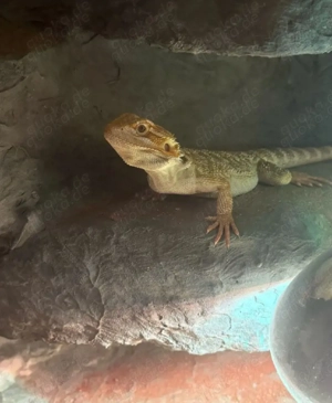 Bartagame Weibchen 