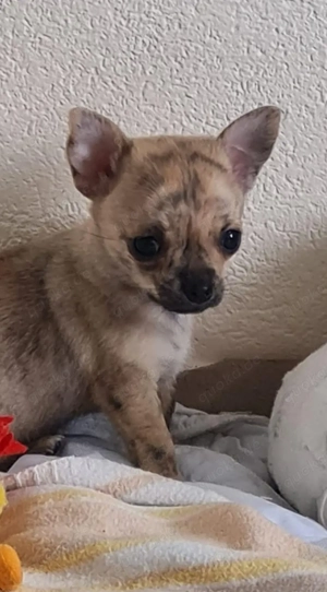 Reinrassiger, kurzhaariger Chihuahua-Welpe