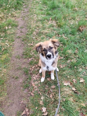 Herzensbrecher Buddy sucht sein Zuhause 