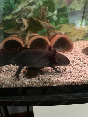 Axolotl Männchen