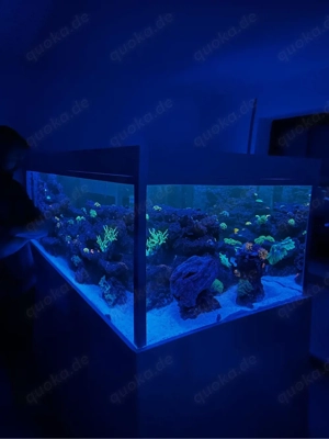 Meerwasser Süßwasser Aquarium Fische Bild 3