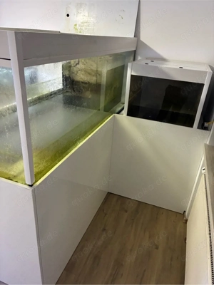 Meerwasser Süßwasser Aquarium Fische Bild 5