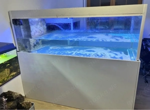 Meerwasser Süßwasser Aquarium Fische