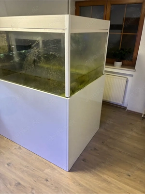 Meerwasser Süßwasser Aquarium Fische Bild 4
