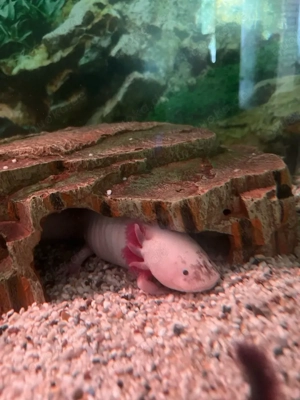 Axolotl Weibchen