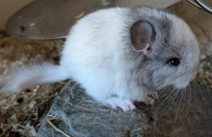 Chinchilla Baby RPAT sucht ein neues Zuhause