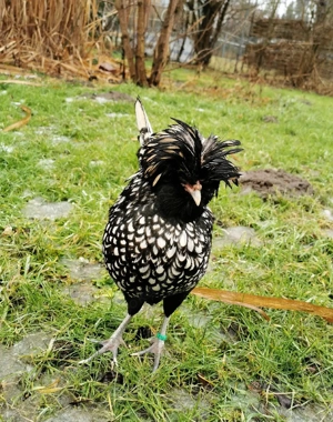 Paduaner Zwerghühner 