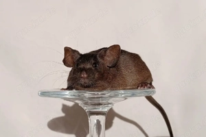 Farbmaus Bock Showtyp 