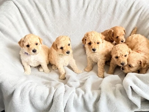 Kleine Wunder mit großem Herzen Exklusive Maltipoo Welpen