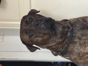 Mix sucht neues Zuhause 