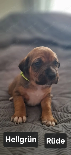 Kleine Mischlinge suchen ein neues Zuhause 