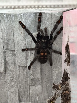 Psalmopoeus irminia 0.1