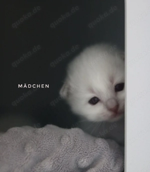 Heilige birma kitten mit Stammbaum 