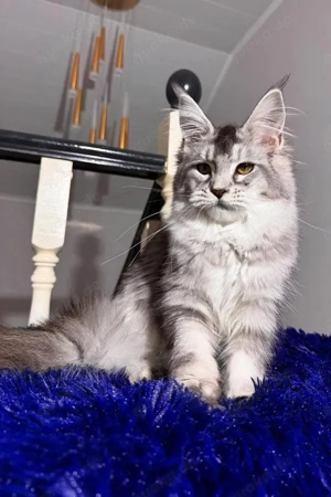 Triss Edle Herzenskinder Maine Coon Dame (5 Monate) in Black Smoke Ticked