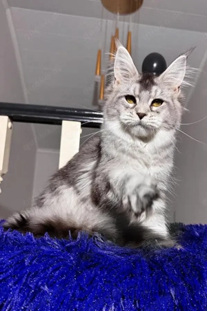 Darf ich vorstellen? Mein Name ist Vesna (5 Monate). Ich bin eine wunderschöne Maine Coon Dame in de