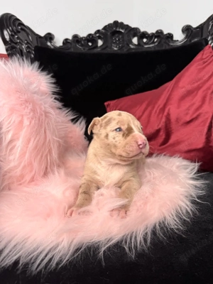 AmerikanBully Xl Welpen 