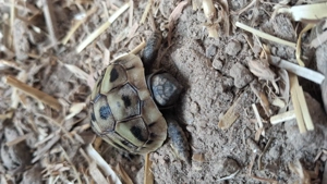 Griechische Landschildkröten Testudo Hermanni NZ2025