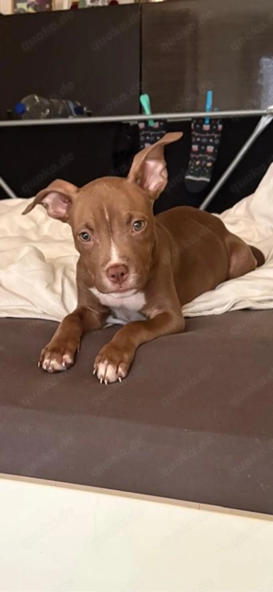 American Pocket Bully Rüde 