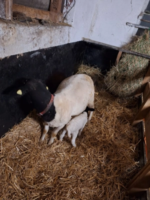 Dorper,Schafe,Bock,Lämmer