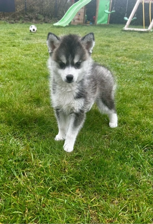 Bald abgabebereit! Pomsky Welpe 