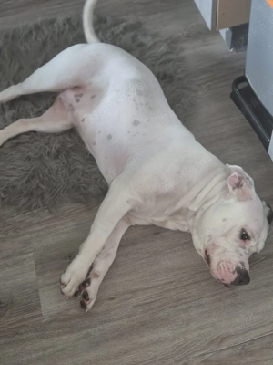 Amerikanische und Englische Bulldoggen Mix Hündin 