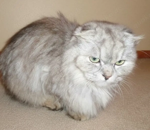 Britisch Langhaar Mix Katze, 1 Jahr