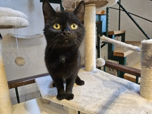 Katze zu Vermitteln 
