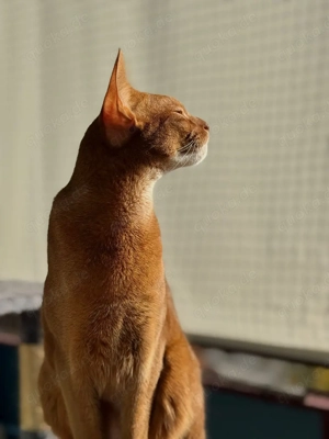 Abessinier-Kater  Simba    wunderschöner Sorrel (Red) | geimpft | kastriert | sehr liebevoll Unser w