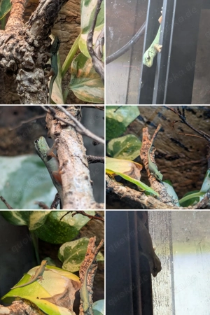 Lygodatylus williamsi, Himmelbauer Zwergtaggecko