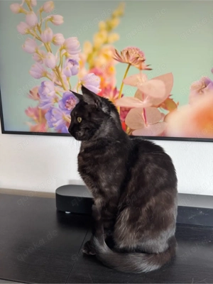 Maine Coon Mix Kater Theo (schwarz-weiß) sucht liebevolles Zuhause