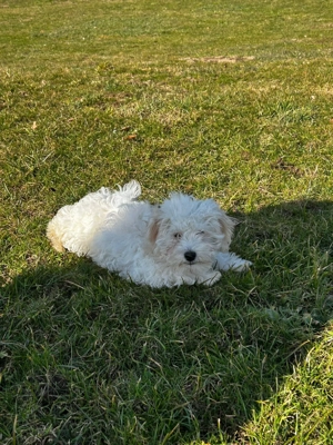 Bichon Bolonka mix Welpen 