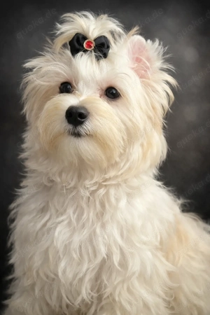 Yorkshire terrier golddust 