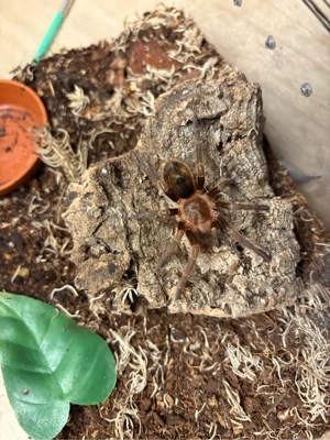 Bestandsreduzierung Vogelspinnen