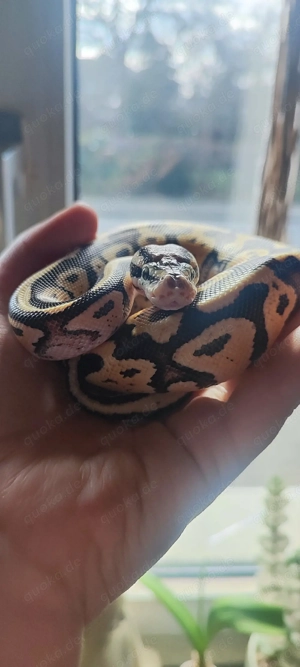 1.0 Super pastel het clown von 2025