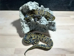 Königspythons zu verkaufen