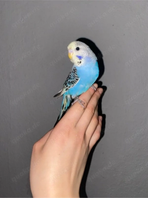 Süßer Wellensittich zu verkaufen