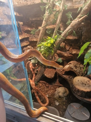 Kornnatter männlich