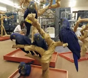 Hyazintharas suchen ein liebevolles Zuhause