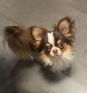 chihuahua rüde tricolor 