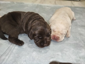 Reinrassige Labrador Welpen 