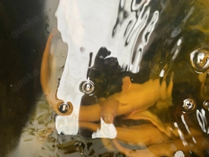 Europäische Albino Welse