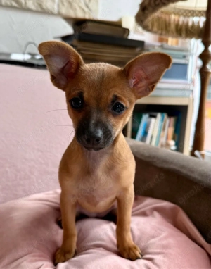 Mini Toy Terrier Bild 3