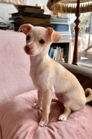 Mini Toy Terrier Bild 10